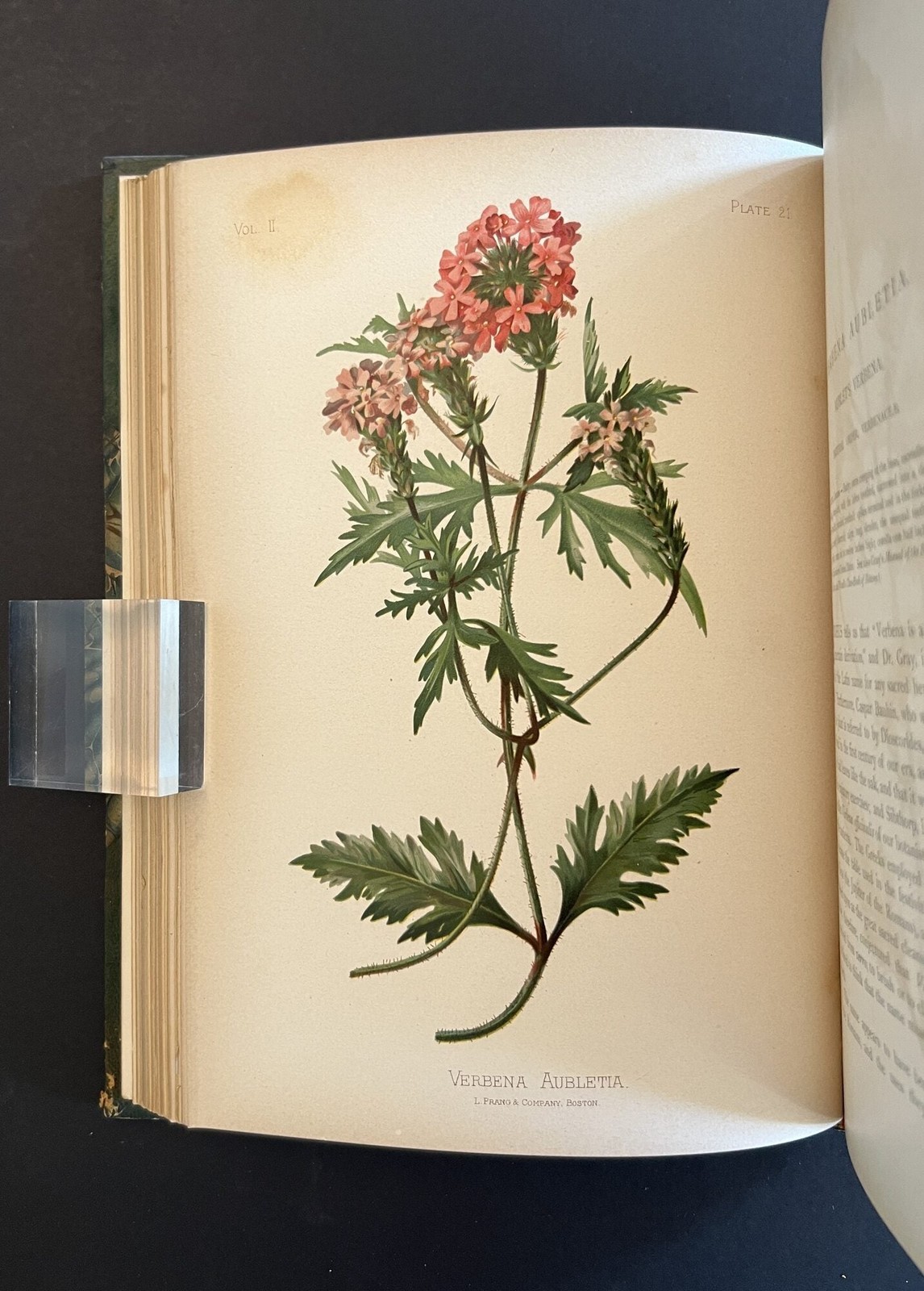 Thomas Meehan / Native Flowers and Ferns of the United States in their 1st 1879