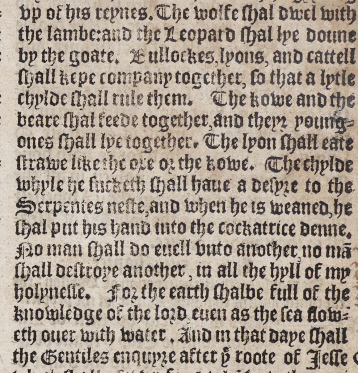 Isaiah 11 Wolf & Lamb Rod of Jesse 1549 Matthew’s Bible Leaf KJV Predecessor