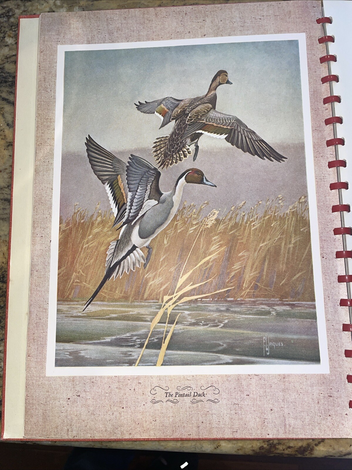 1946 OUTDOOR LIFE’S GALLERY OF NORTH AMERICAN GAME Paintings BY FRANCIS JAQUES