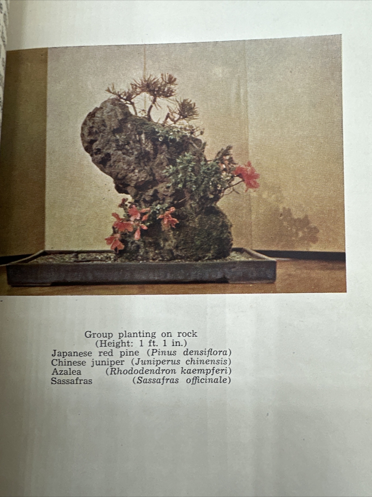 Notes On Bonsai Alfred Koehn Paperback Rare Trees Tokyo Japan
