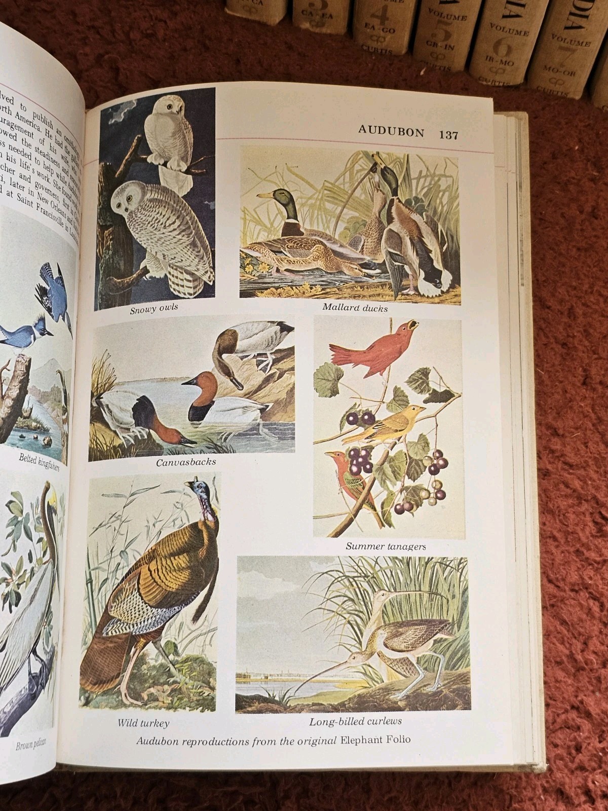 Audubon Nature Encyclopedia 12?Volume Set 1965 1st Printing Vintage Hardback