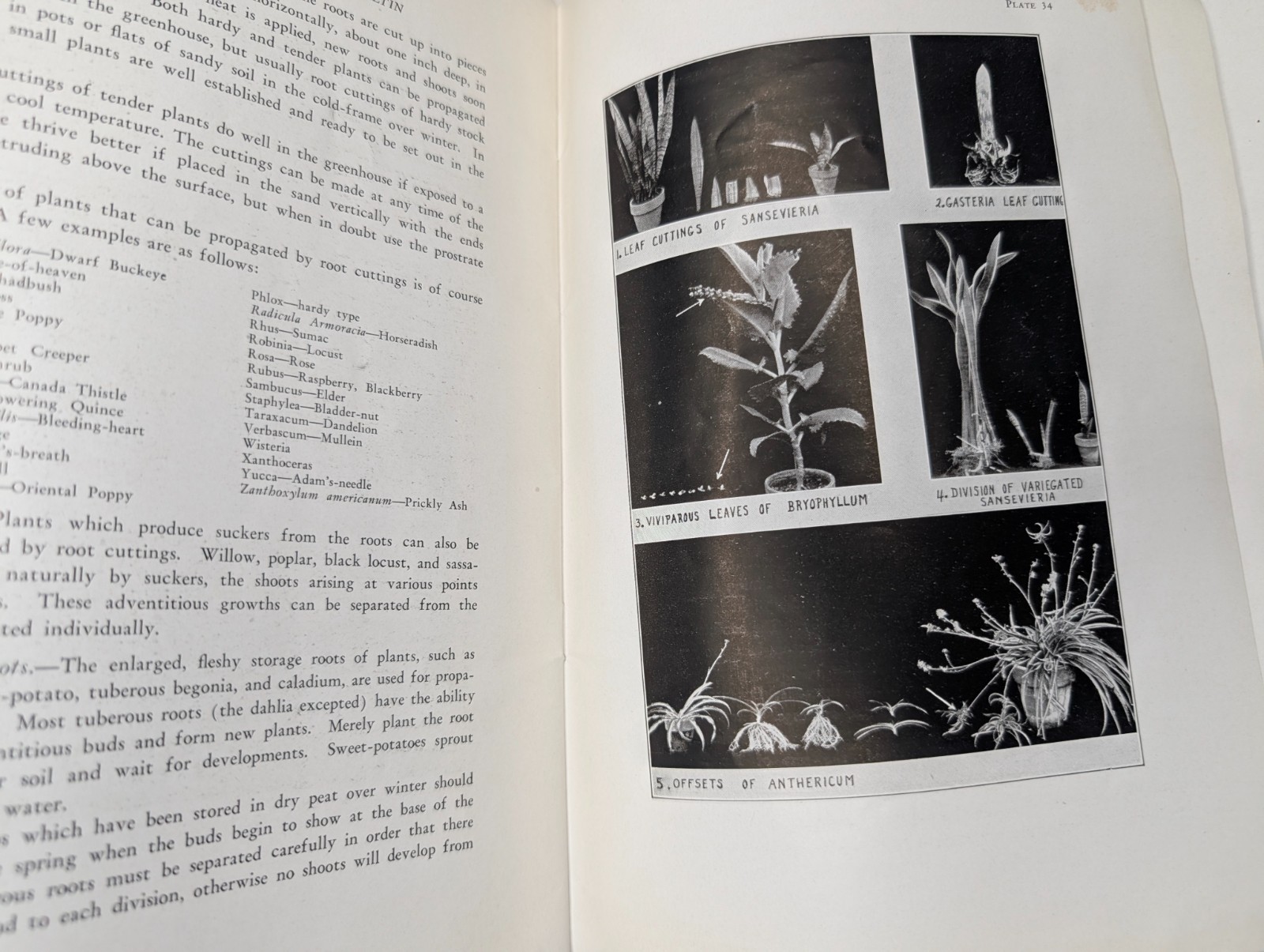 1945 St Louis MO Missouri Botanical Garden Bulletin Growing Plants Propagation