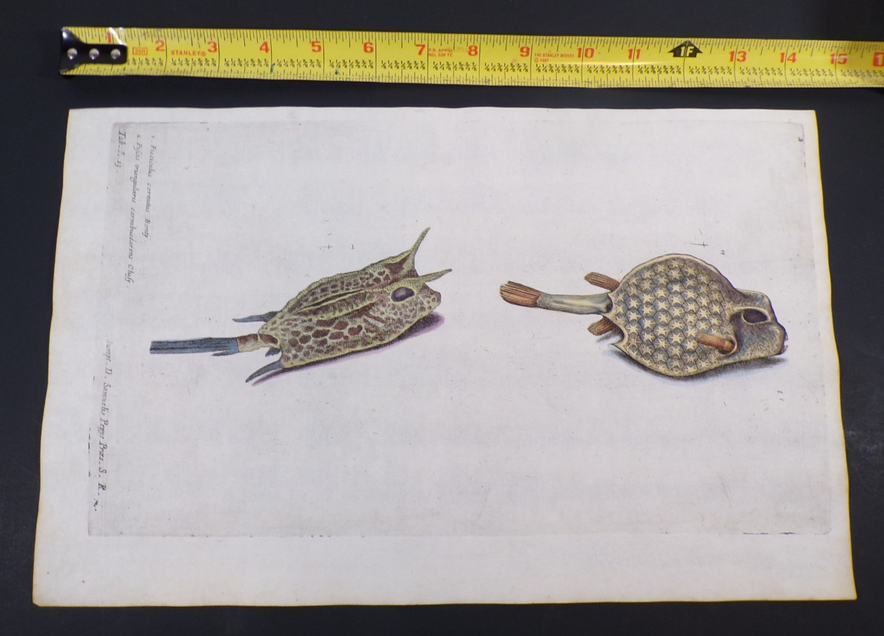1686 print of fish by Royal Society Isaac Newton provinance History of Fish