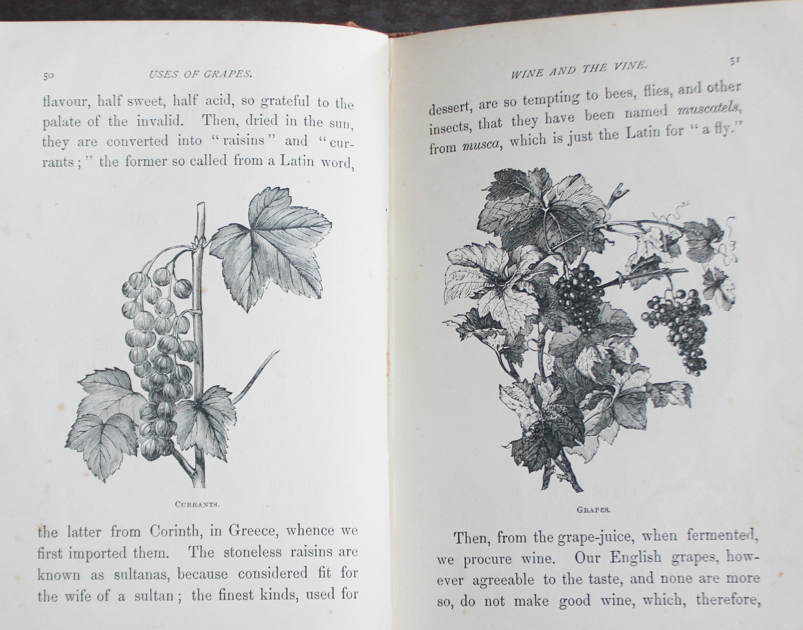 Rare Antique Old Book Useful Plants 1870 Nature Garden Flower Tea Sugar Cacao ?