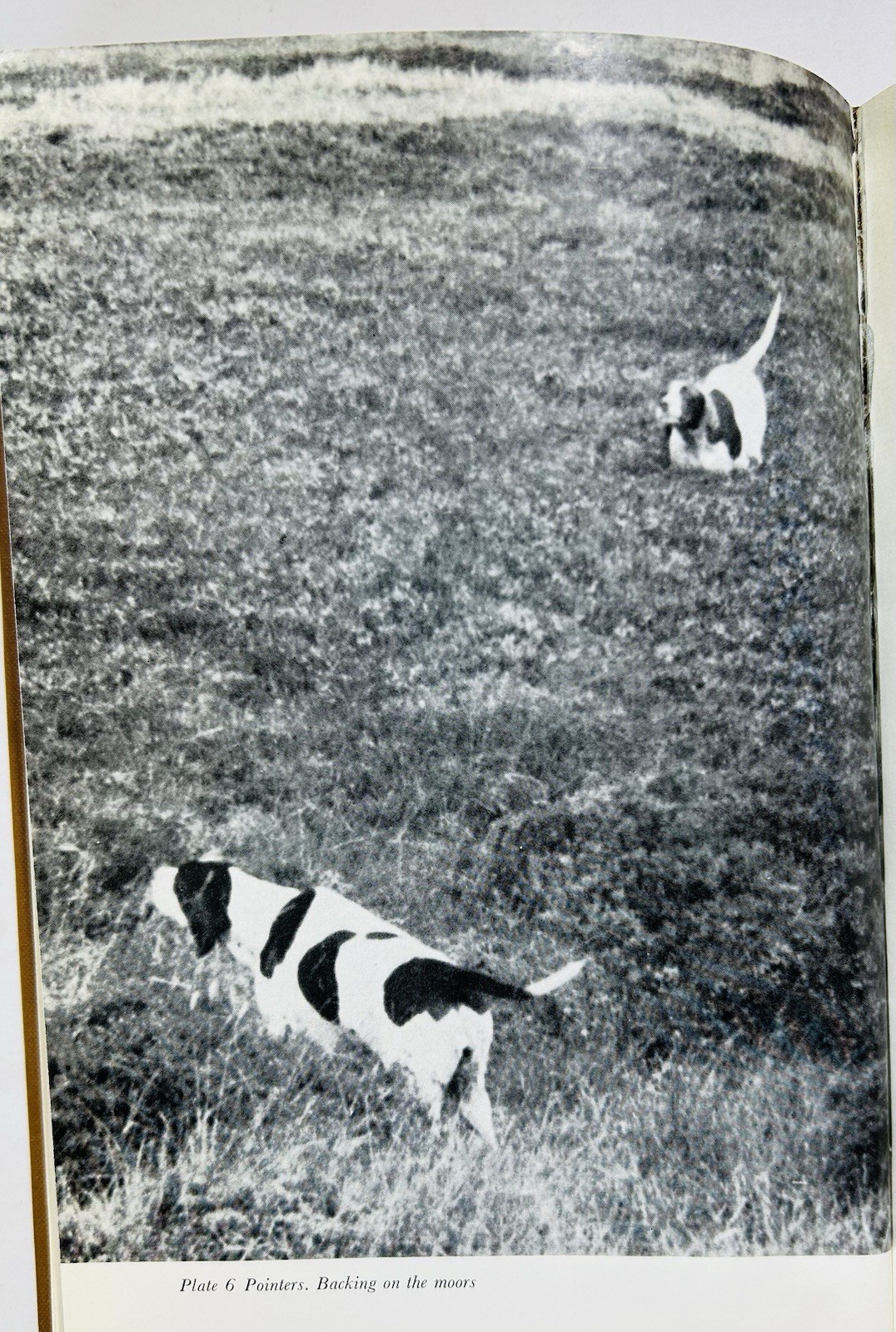 Training Setters and Pointers for Field Trials by John Beazley HC with DJ 1974